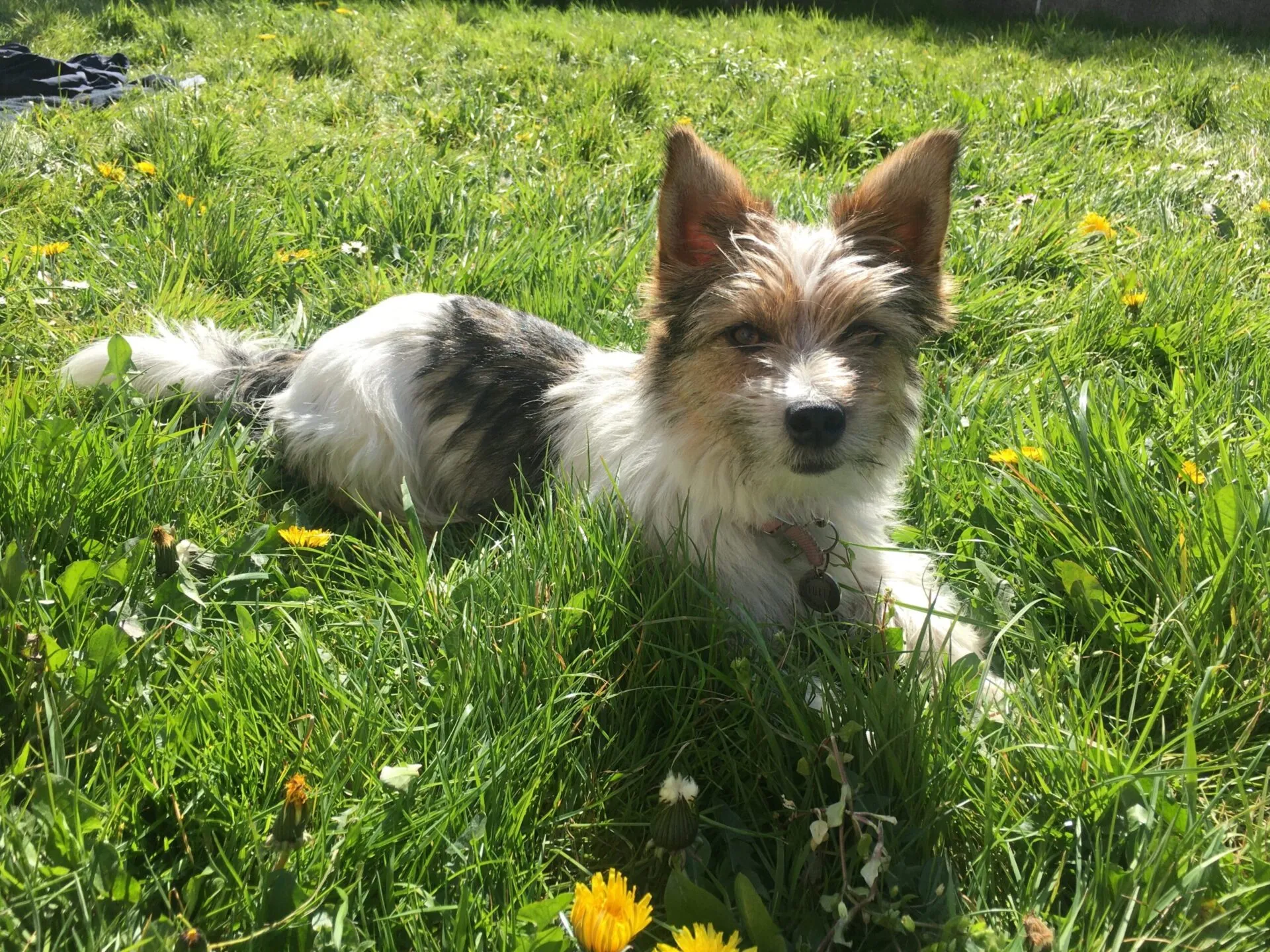 Dogs rescued and rehomed by PAWS Animal Rescue (1 of 3)