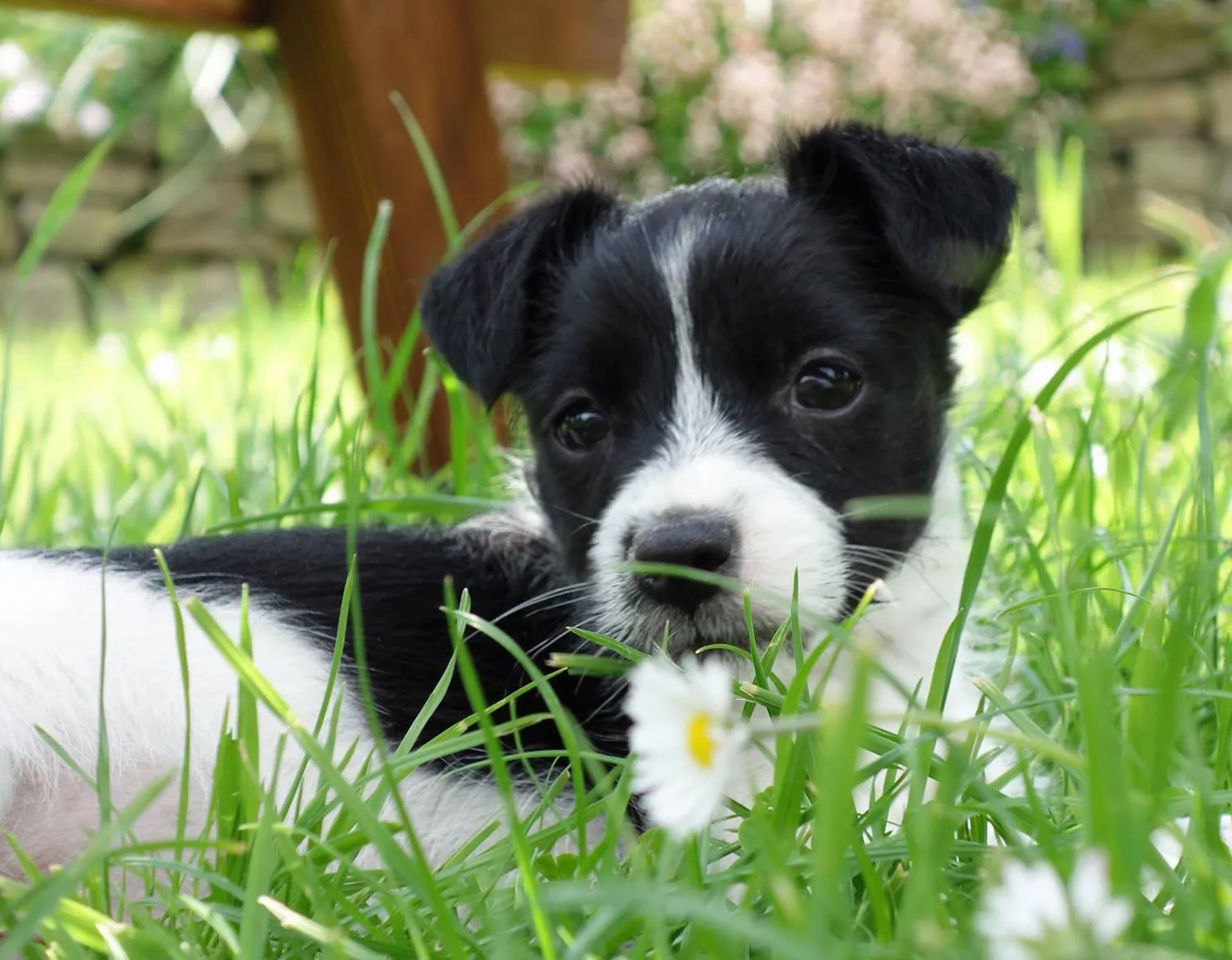 Dogs rescued and rehomed by PAWS Animal Rescue (2 of 3)