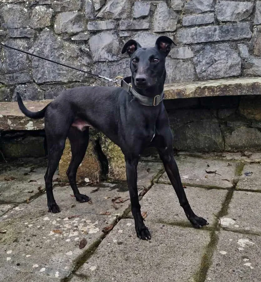 Dogs rescued and rehomed by PAWS Animal Rescue (3 of 3)